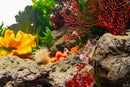 Fresh & Marine Dual All-In-One UNS Rimless Ultra Clear Glass Aquarium Tanks