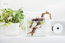 ONF x UNS Flat Nano+ Stand LED Light in White
