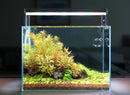 Twinstar LED EC Series (Fixed Clear Acrylic Legs)