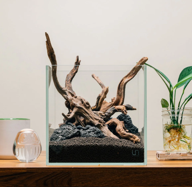 Pacific Driftwood