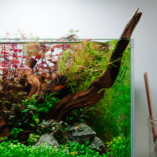 Pacific Driftwood