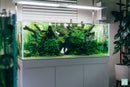Malaysian Driftwood