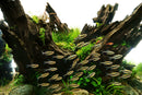 Dragon Wood