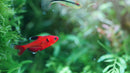Chihiros B Series LED Aquarium Light