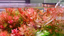 Chihiros WRGB II Pro LED Aquarium Light