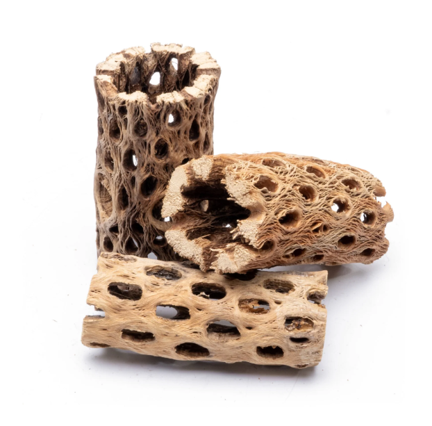 Cholla Wood