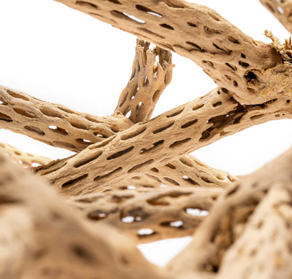Cholla Wood