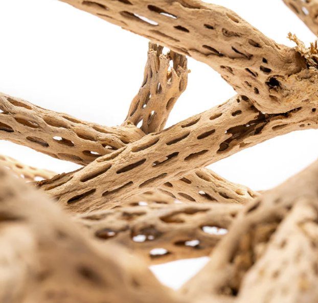 Cholla Wood