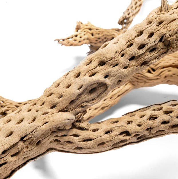 Cholla Wood
