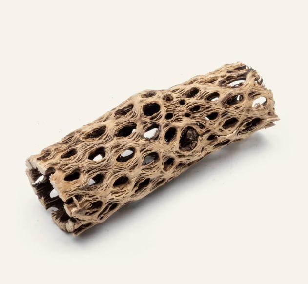 Cholla Wood