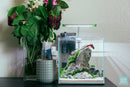 Seiryu Stone Accent Rocks