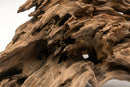 Dragon Wood