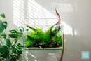 Malaysian Driftwood