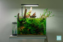 Malaysian Driftwood
