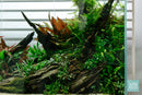 Malaysian Driftwood