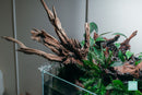 Malaysian Driftwood