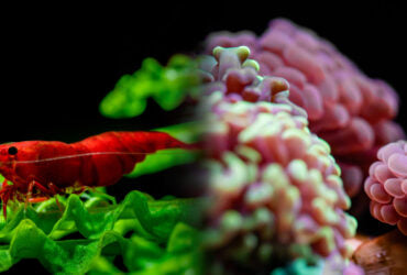 UNS Atmos Aquarium Light Background - 90P