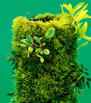 DOOA Terra Base - Rad Aquatic Design