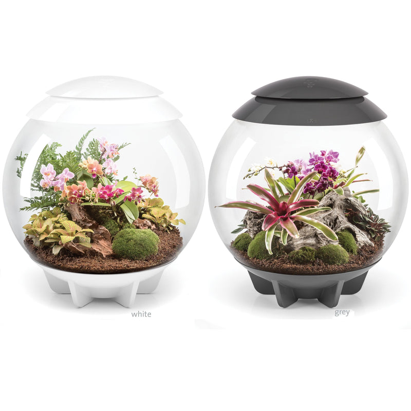 biorb terrarium plants Oase biOrb AIR 60 LED Terrarium