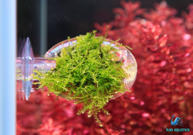 2 Inch Diameter Circle Ledges With Suction Cups For Moss/Rhizome Plants - Rad Aquatic Design