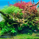 ADA AQUASKY RGB 60  (for W60cm tank with glass thickness of 6mm)