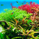 ADA AQUASKY RGB 60  (for W60cm tank with glass thickness of 6mm)