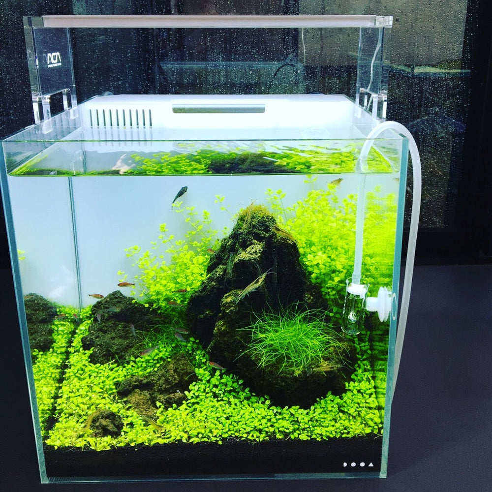 DOOA System Aqua 30