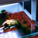 ADA AQUASKY RGB 60  (for W60cm tank with glass thickness of 6mm)