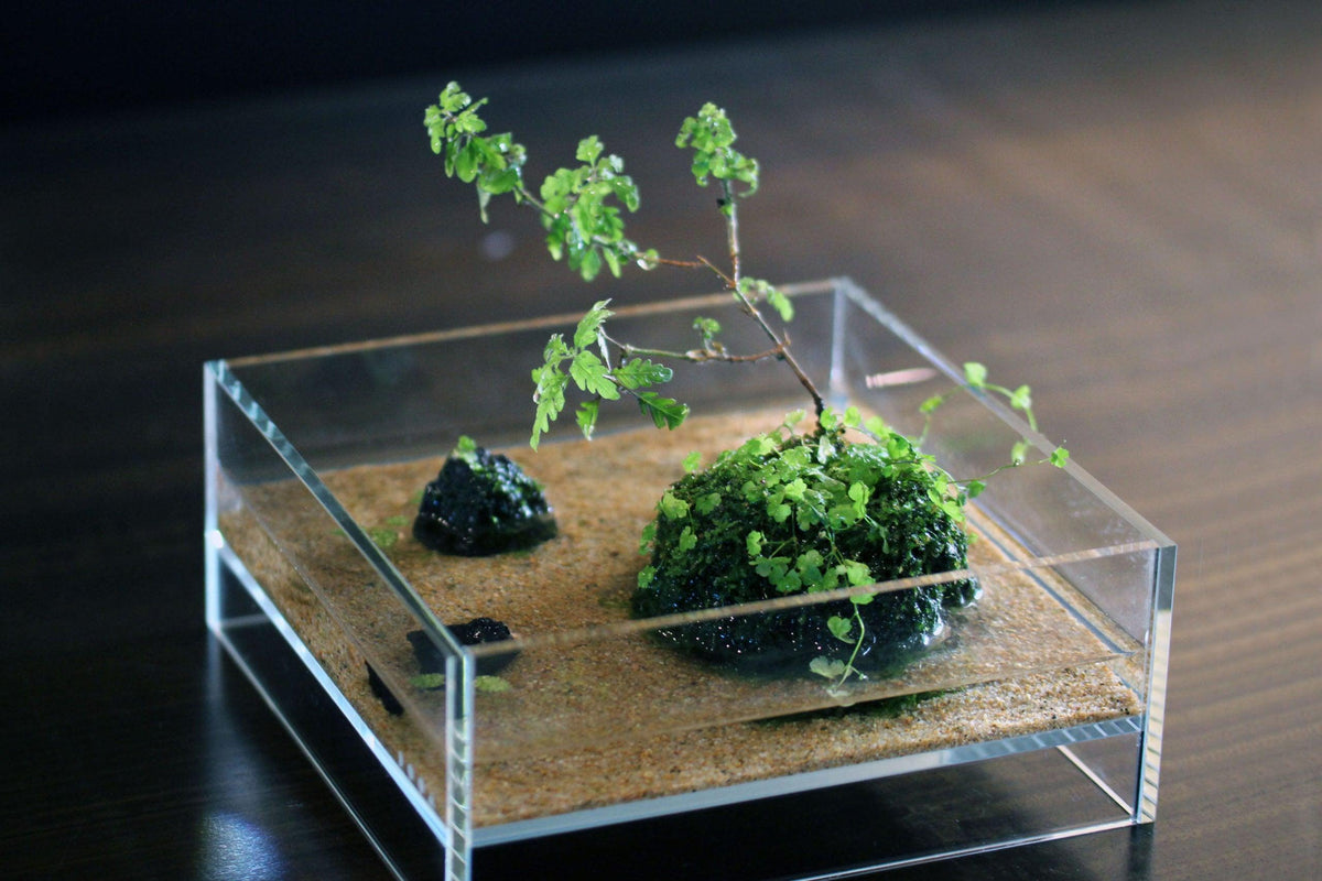 水槽 DOOA NEO GLASS AIR DOOA NEO GLASS AIR W20×D20×H20cm – Aqua Forest Aquarium
