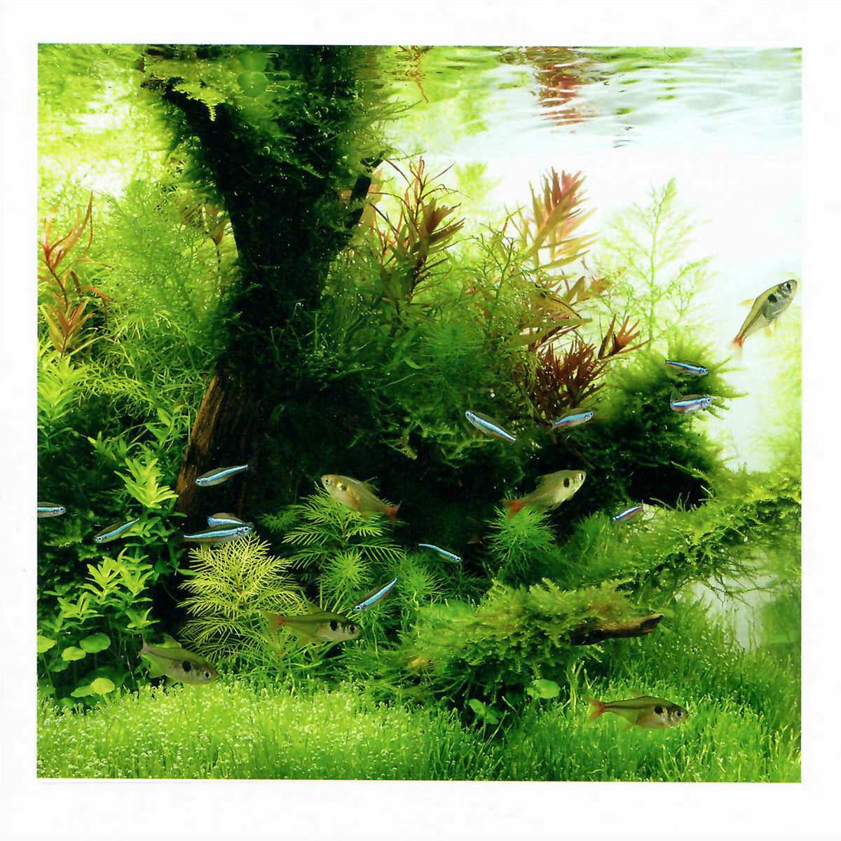 dooa_aquascape_1200x.jpg?v=