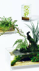 DOOA Neo Glass Air - Rad Aquatic Design