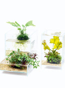 DOOA Neo Glass Air - Rad Aquatic Design